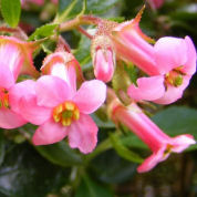 Escallonia macrantha, Pink